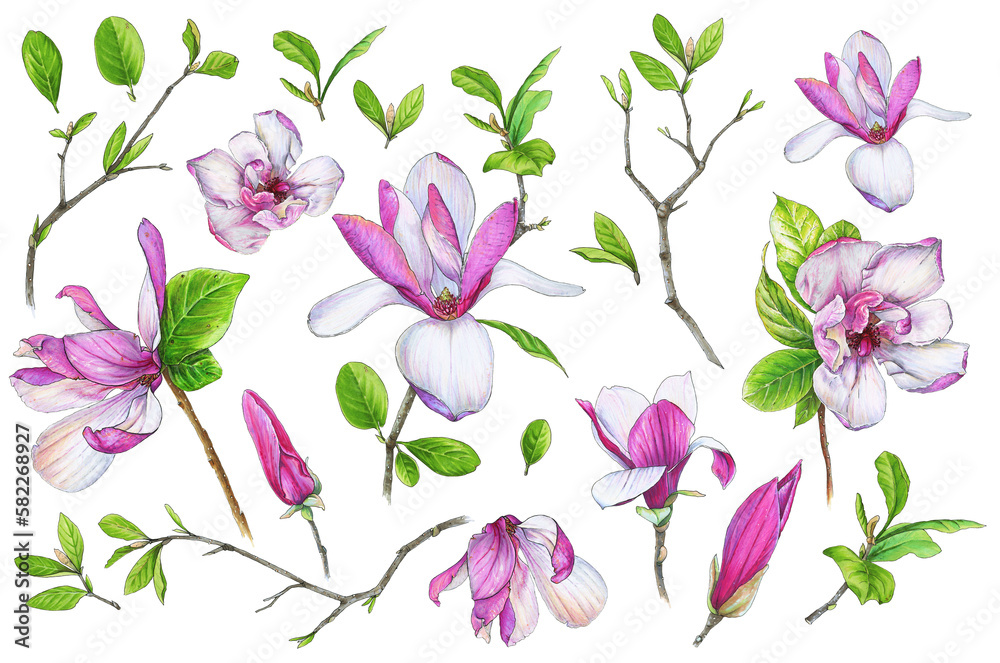 Pink magnolia set. Blooming spring flowers, green leaves and twigs