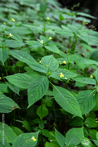 Wallpaper Mural small,yellow flowers of Impatiens parviflora wild plant Torontodigital.ca