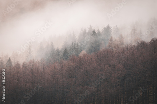 Buttermere Misty Woodland, Lake District Larch and Pines, Cumbra, Landscape Stock Photo
