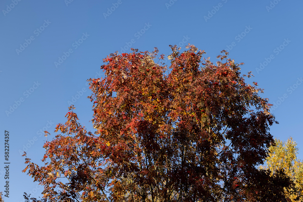 Colored maple tree foliage in autumn Colored maple tree foliage in autumn