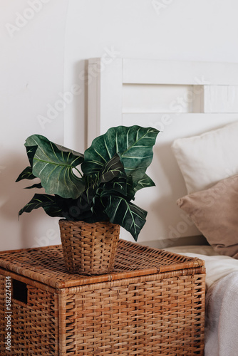 Home bedroom closeup, plant flower pot near bed. Room natural decoration at house interior, nobody at modern apartment. Bedding blanket decor at minimalistic furniture design.boho style decoration