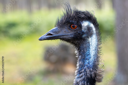  Ostrich head close-up. Bird of black color. The concept of nature, wild world, environment, farm, breeding, protection, dietary, zoo, meat, reserve, animals, mammals, game, eggs,emu, travel,zoology.