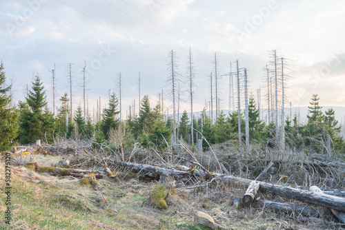 Dead trees in desolate landscape 