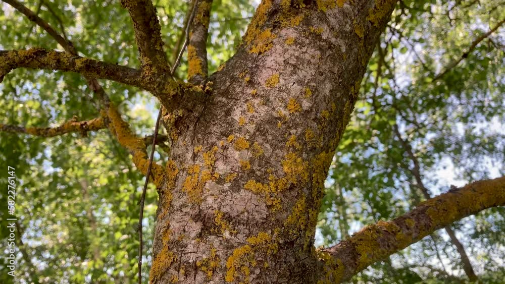 Summer. Close-up: Beautiful Bark Patterns and Texture of a Forest Tree Summer. Close-up: Beautiful Bark Patterns and Texture of a Forest Tree