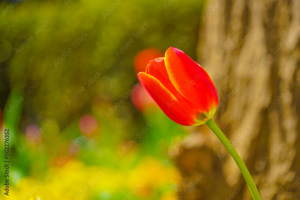Obraz premium 鮮やかなチューリップのイメージ