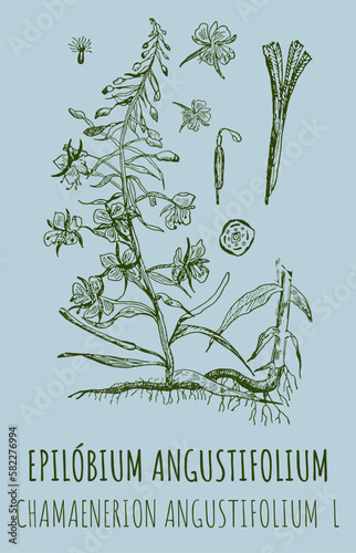 Vector drawings of EPILOBIUM ANGUSTIFOLIUM. Hand drawn illustration. Latin name CHAMAENERION ANGUSTIFOLIUM  L.
 photo