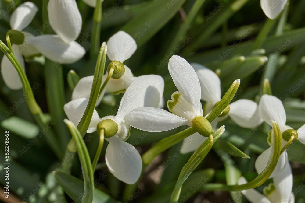 Snowdrops bloom on the lawn in the garden. The snowdrop is a symbol of spring. Snowdrop, or Galanthus (lat. Galanthus), is a genus of perennial herbs of the Amaryllis family (Amaryllidaceae). Snowdrops bloom on the lawn in the garden. The snowdrop is a symbol of spring. Snowdrop, or Galanthus (lat. Galanthus), is a genus of perennial herbs of the Amaryllis family (Amaryllidaceae).