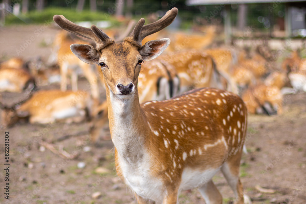 Sika deer with antlers axis axis stands and looks at the camera.The concept of nature, wild