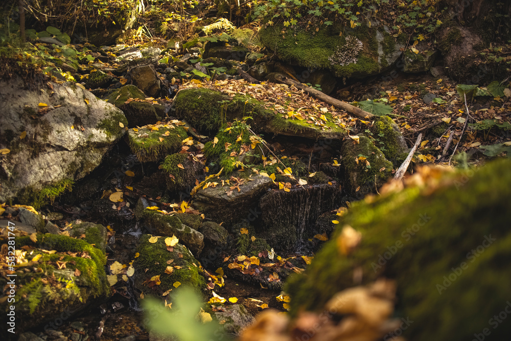 golden, orange, yellow, red leaves and a water stream running down mossy rocks in fall