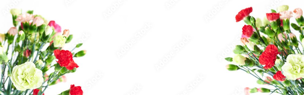 Multicoloured Carnations flowers on white background. Flowers background banner with copy space Multicoloured Carnations flowers on white background. Flowers background banner with copy space