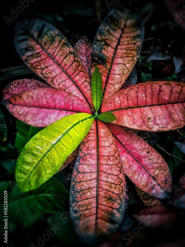 red leaf on black background