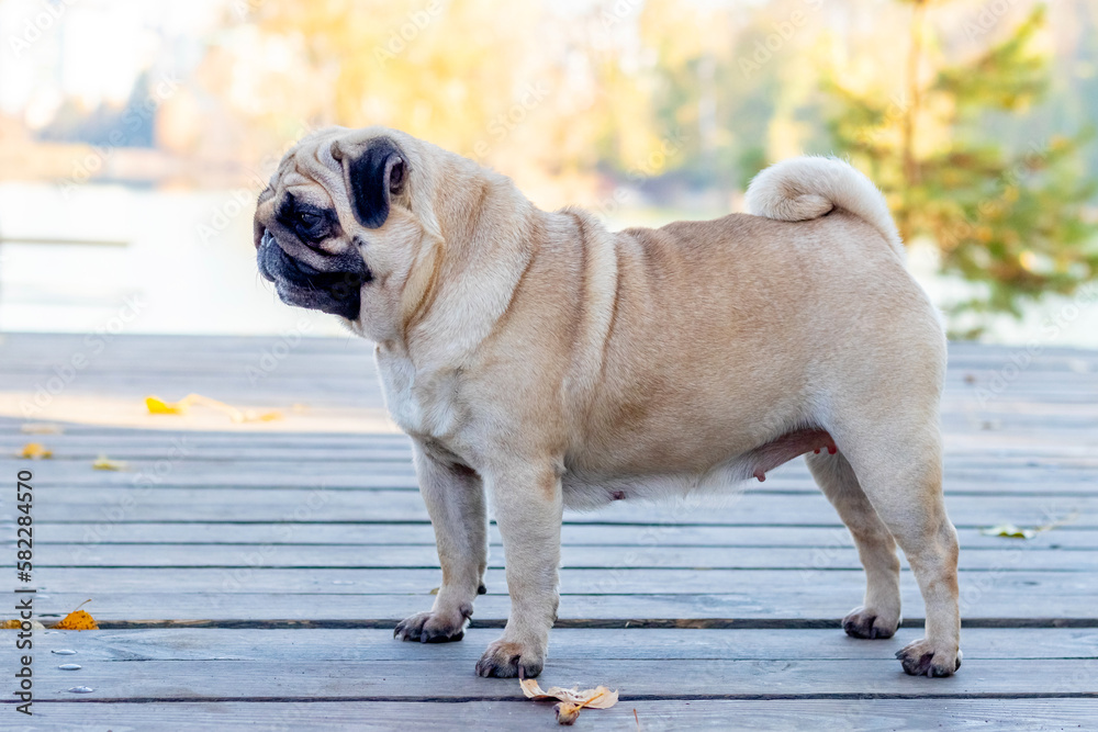 Pug dog in the park near the lake on a wooden platform in sunny weather
