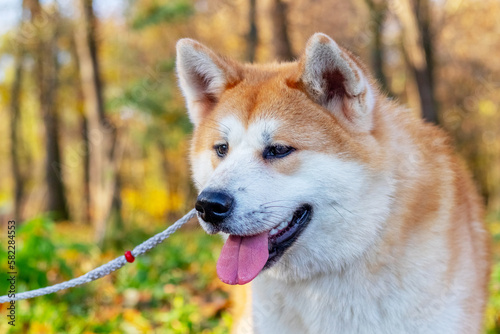 Akita dog close up in autumn park on a background of trees with yellow leaves