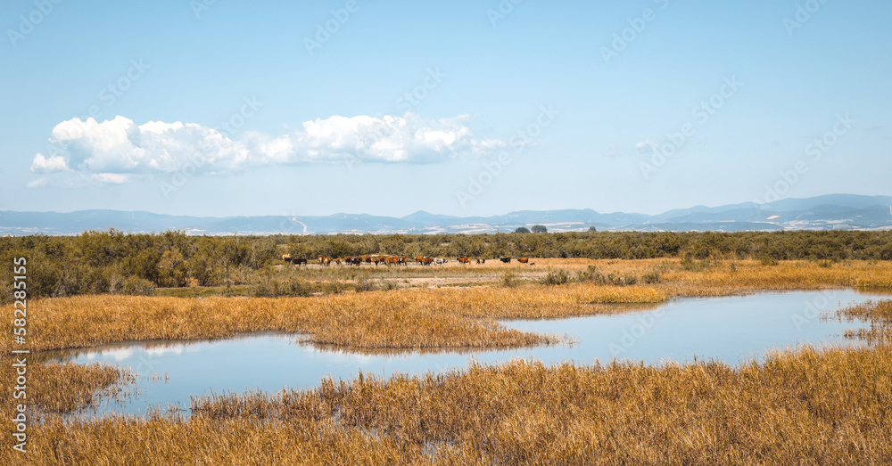 The herd of calves or cows pasture in the field of wetland Delta Evros National park Thrace Greece.