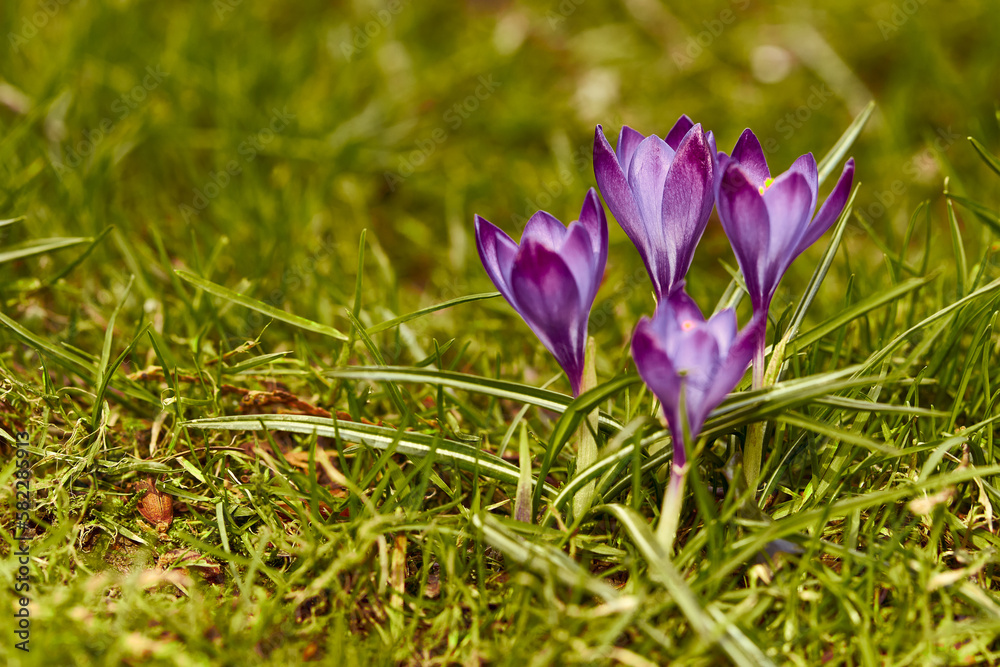 Climatic photo with crocuses. Sign of spring.