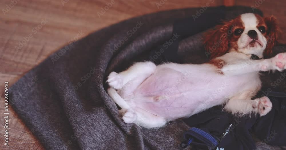 Cute Little Puppy Sleeping At Cozy Home. SLOW MOTION. Baby dog relaxing. Cavalier King Charles Spaniel pup taking a nap. Calm stress free footage. Therapy dog breed. Cute Little Puppy Sleeping At Cozy Home. SLOW MOTION. Baby dog relaxing. Cavalier King Charles Spaniel pup taking a nap. Calm stress free footage. Therapy dog breed.