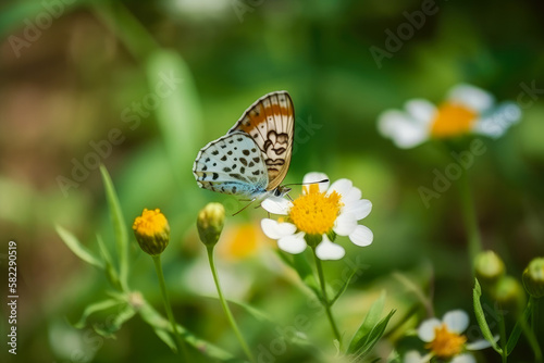 Butterfly on spring flowers © GHart