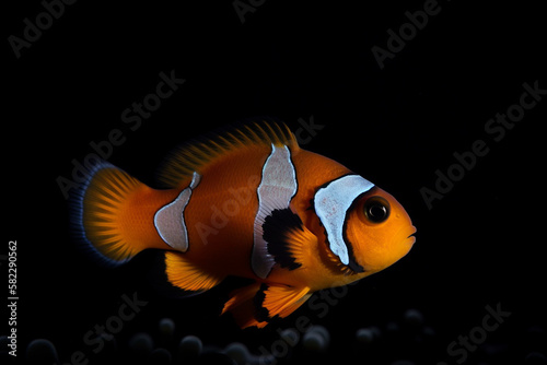 amphiprion ocellaris