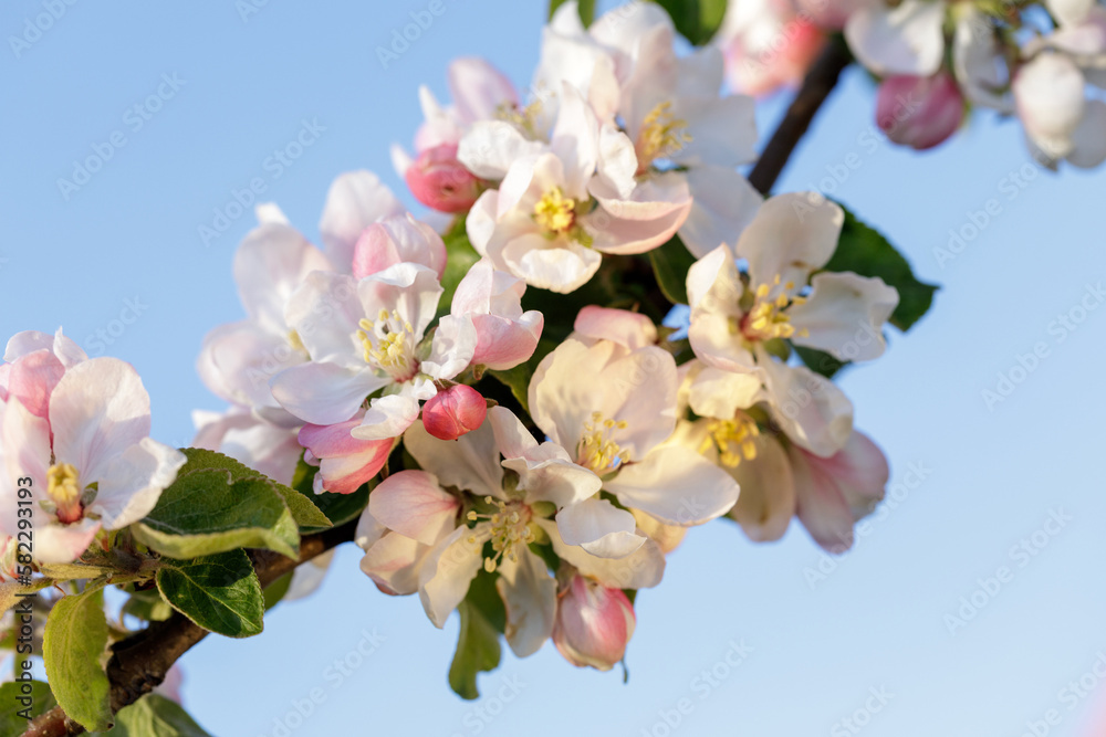 Obraz premium Closeup of apple tree blossom in early spring