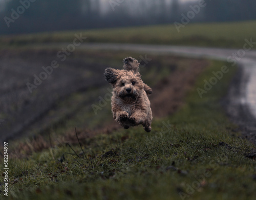 bichon havanais running photo