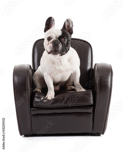 French Bulldog sitting on a black leather armchair
