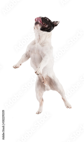 French Bulldog jumping
