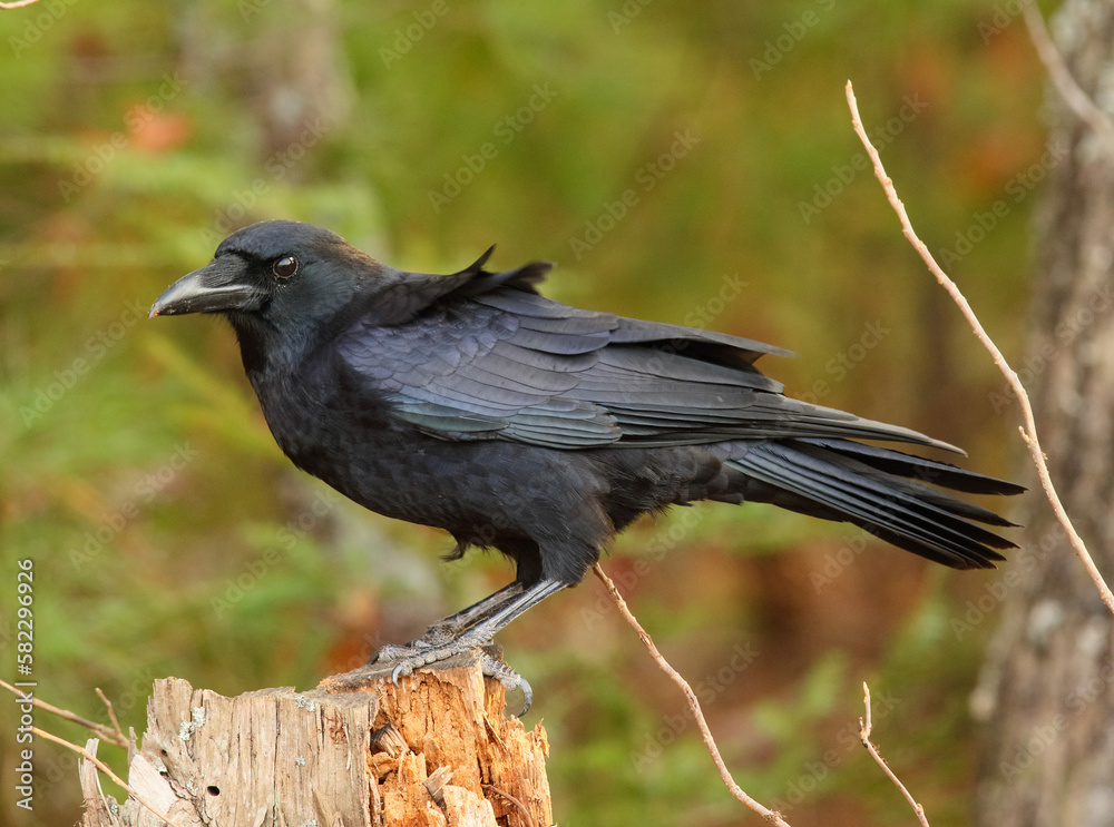 Obraz premium Crow on a Snag