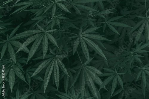 Fototapeta Naklejka Na Ścianę i Meble -  Weed texture for background. Marijuana plant. Cannabis leaves in a horizontal composition.