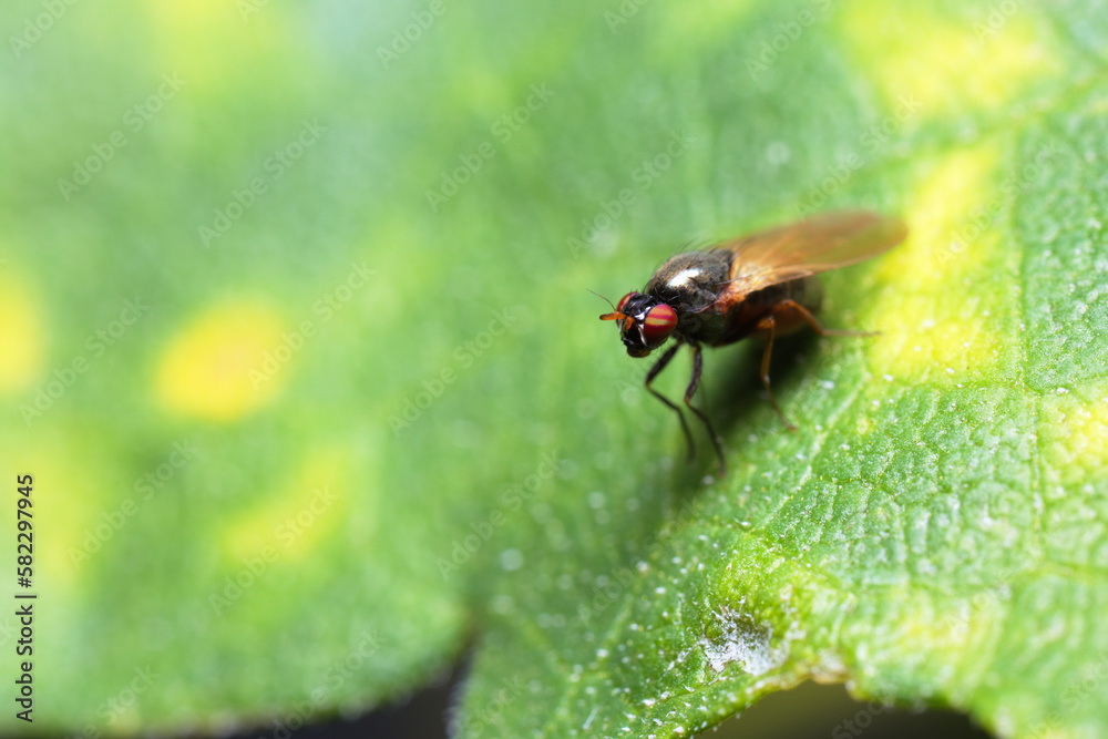 A fruit fly (Drosophila melanogaster) with red and yellow eyes sitting on a green leaf with yellow spots.