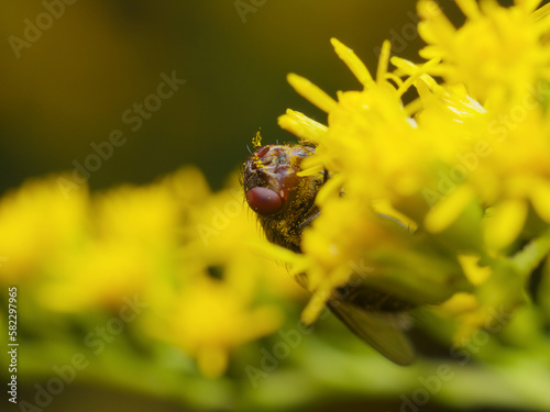 Close-up of the compound eye of a common cluster fly (Pollenia rudis) sitting on goldenrod flowers. A fly in hiding covered with a lot of pollen. photo