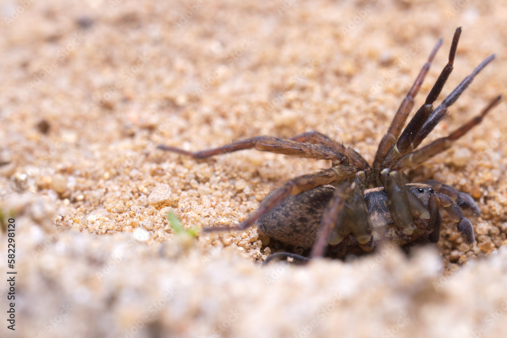 A crouching ground wolf spider (Trochosa terricola) in a attack stance standing in a hollow in the sand. A crouching ground wolf spider (Trochosa terricola) in a attack stance standing in a hollow in the sand.