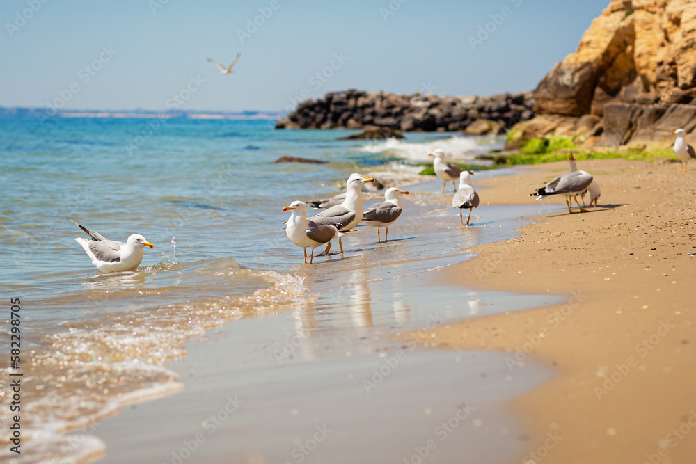 A group of several seagulls walking along the coastline of a sandy beach on the Black Sea coast. Beautiful rocky seascape with waves splashing on the shore. A group of several seagulls walking along the coastline of a sandy beach on the Black Sea coast. Beautiful rocky seascape with waves splashing on the shore.