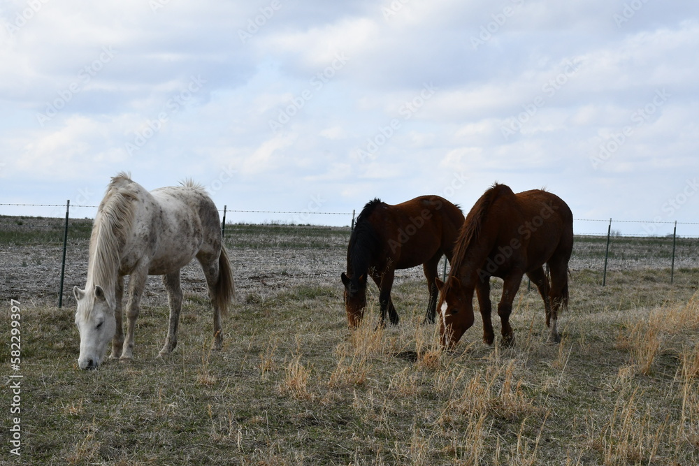 Obraz premium Horses