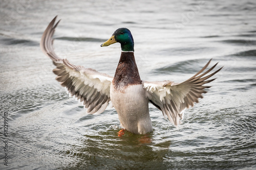 A male mallard (Anas platyrhynchos), also known as wild duck, spreading wings in a lake.