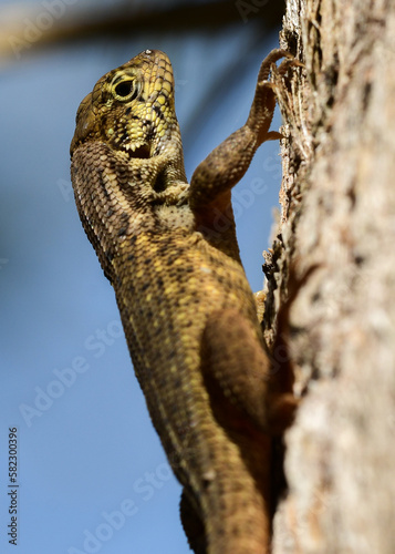 Northern Curly-tailed Lizard photo