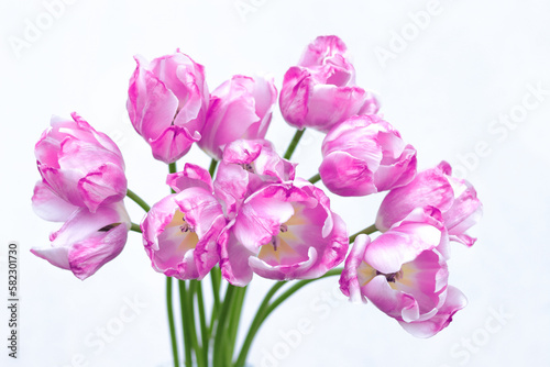 Tulips close up. Bouquet of pink tulips close up. Tulip petals. Buds of purple flowers. Flowers on a white background. Beautiful bouquet. Floral background . Spring flower © Mariia