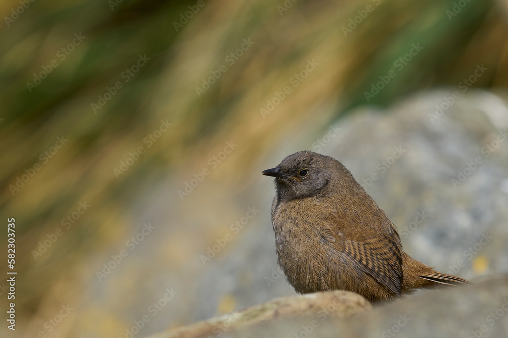 Young Cobb's Wren (Troglodytes cobbi) peering out from a boulder on the coast of Sea Lion Island in the Falkland Islands Young Cobb's Wren (Troglodytes cobbi) peering out from a boulder on the coast of Sea Lion Island in the Falkland Islands