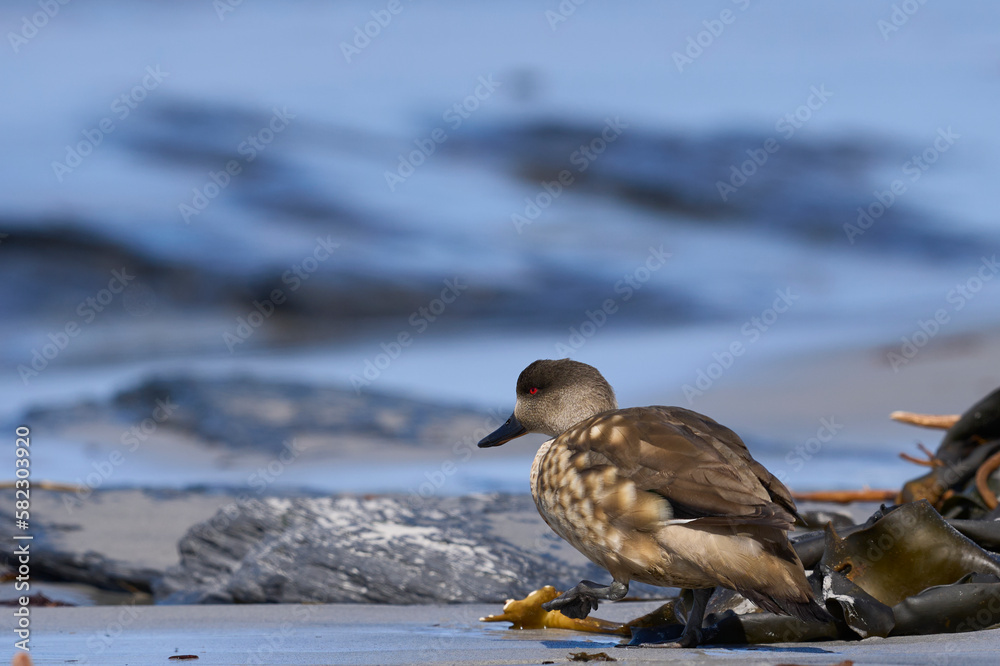 Crested Duck (Lophonetta specularioides specularioides) drinking from a pool of water on a beach on Sea Lion Island in the Falkland Islands. Crested Duck (Lophonetta specularioides specularioides) drinking from a pool of water on a beach on Sea Lion Island in the Falkland Islands.