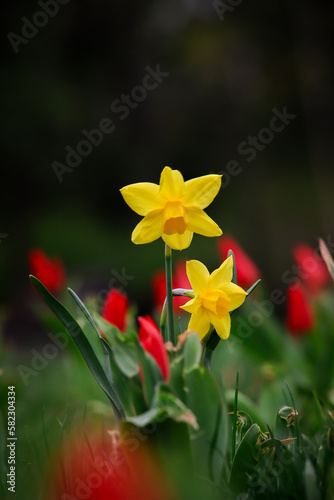 wiosenne narcyzy  na tle tulipanów photo