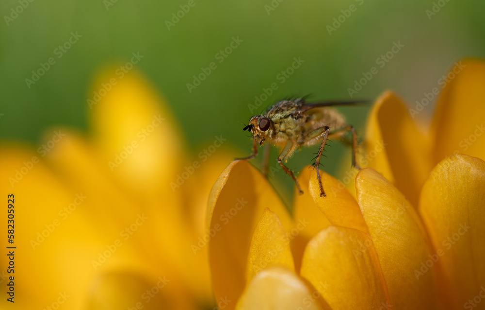 Close-up of a hairy fly sitting on the petals of yellow crocus against a green background Close-up of a hairy fly sitting on the petals of yellow crocus against a green background
