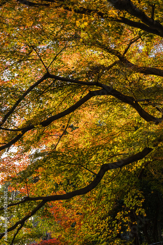 日本 京都府京都市にある東福寺の庭園の紅葉