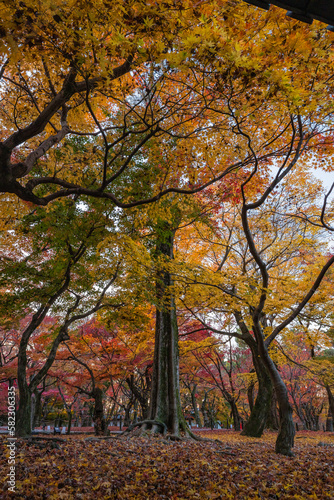 日本 京都府京都市にある東福寺の庭園の紅葉