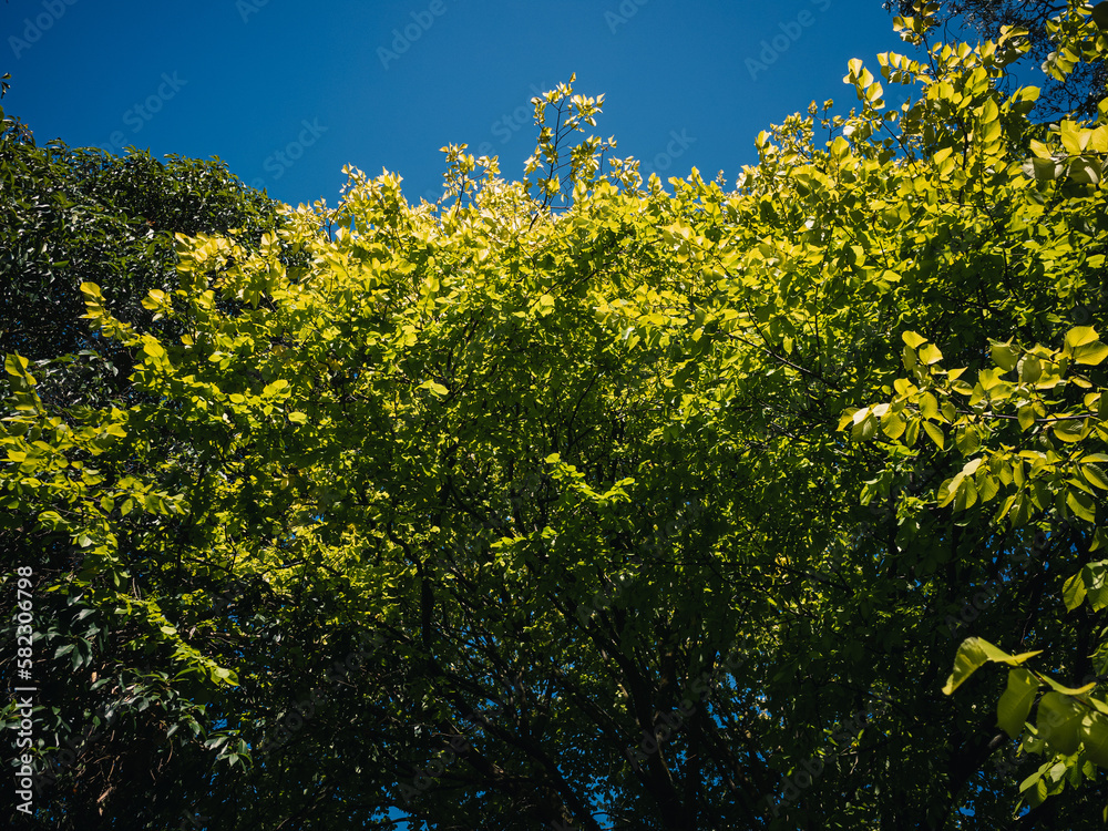 Fototapeta premium Tree foliage on a bright day
