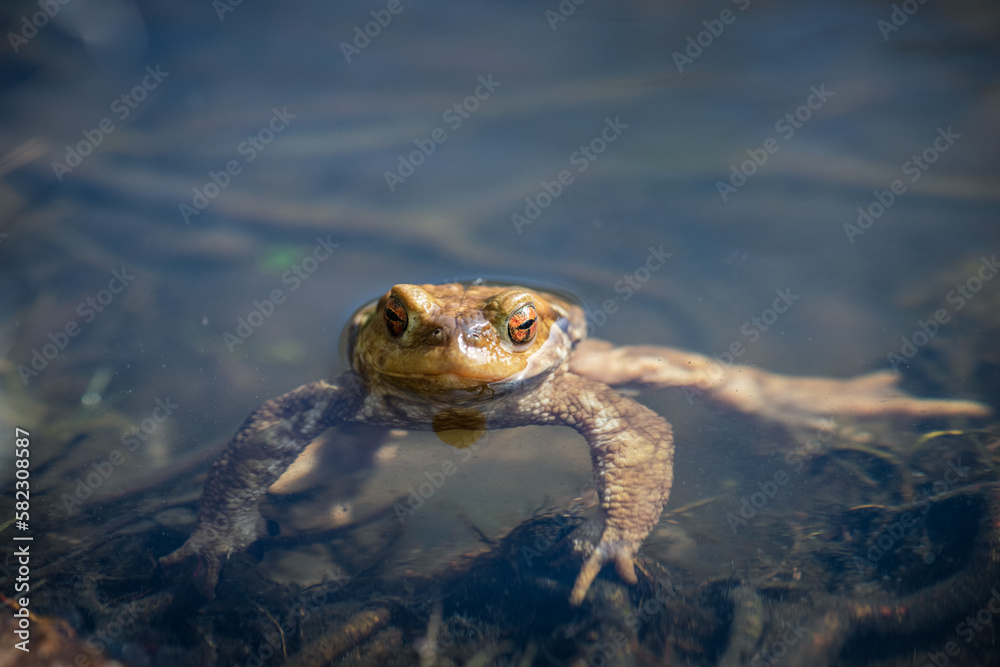 Fototapeta premium orange eyed frog in the pond