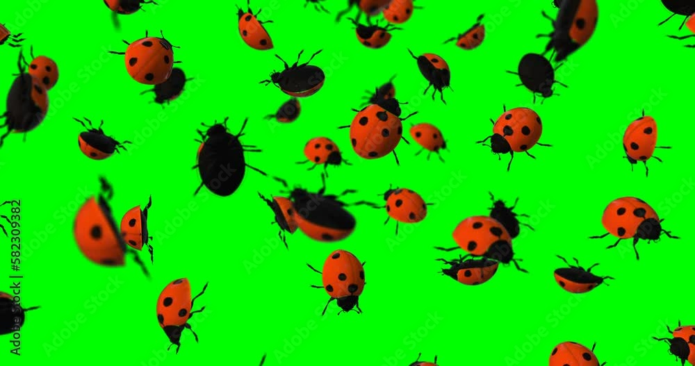Ladybug falling slow motion Ladybug falling slow motion