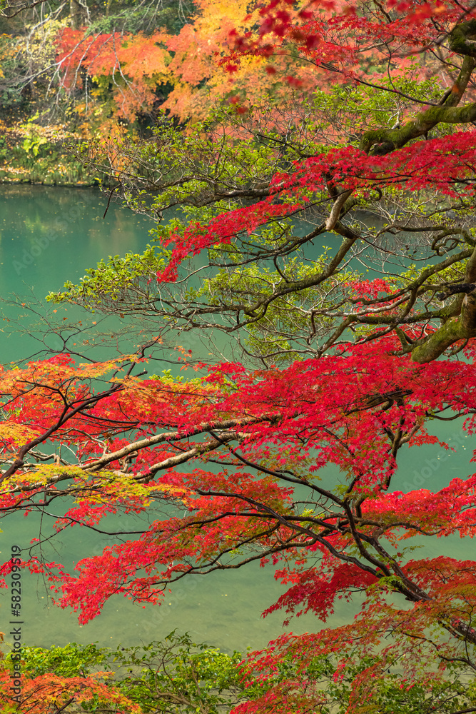 日本　京都府京都市の嵯峨嵐山にある祐斎亭から見える雨に濡れた紅葉と桂川