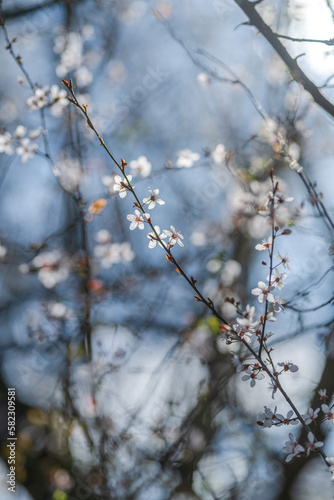 spring blooming tree © Marc Andreu