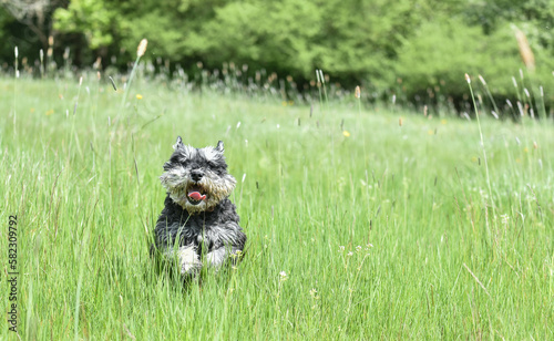 Miniature schnauzer dog running toward camera through long grass