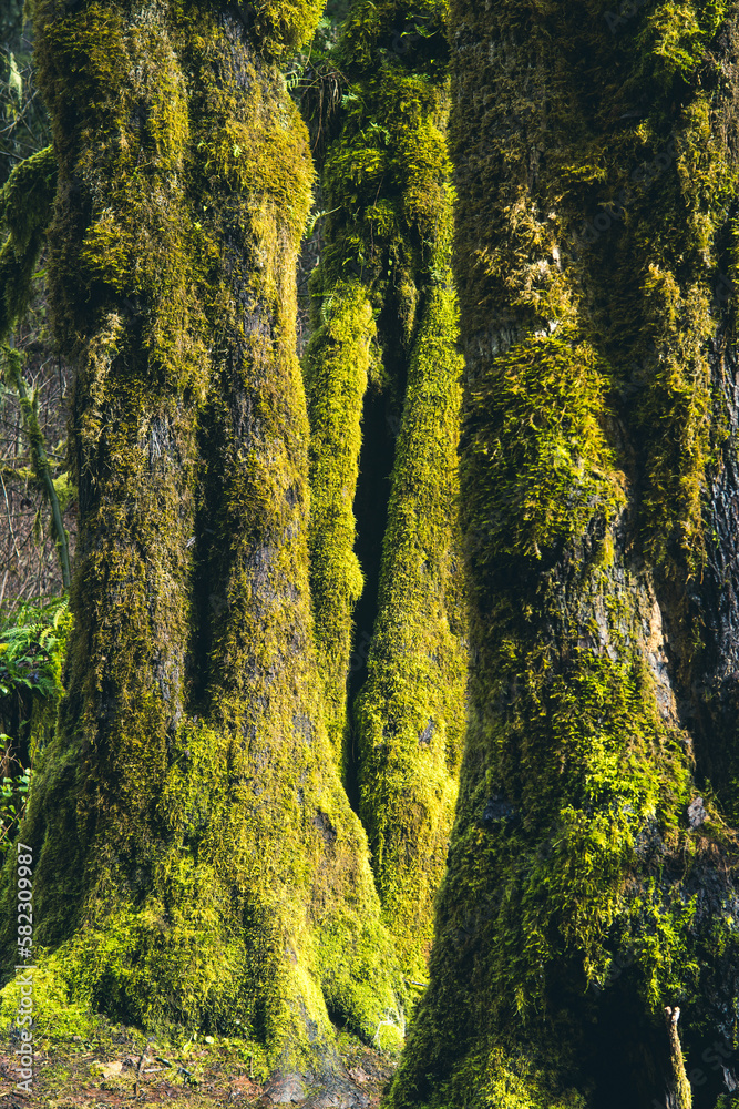 Obraz premium Moss covered tree trunks in afternoon light