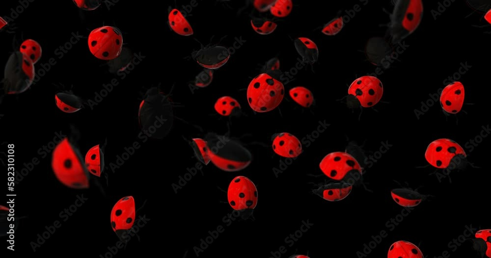Ladybird falling slow motion Ladybird falling slow motion